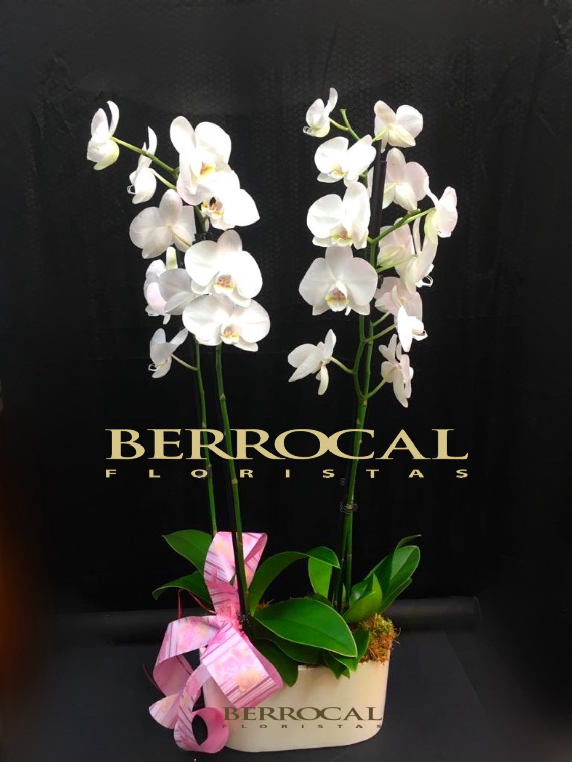 2 white Phalaenopsis orchid plants, in ceramic pot. -